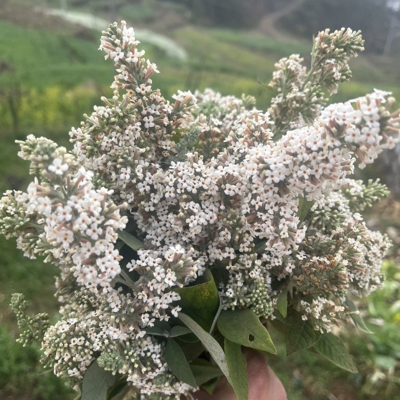 迷蒙花，染饭花，花米饭用料