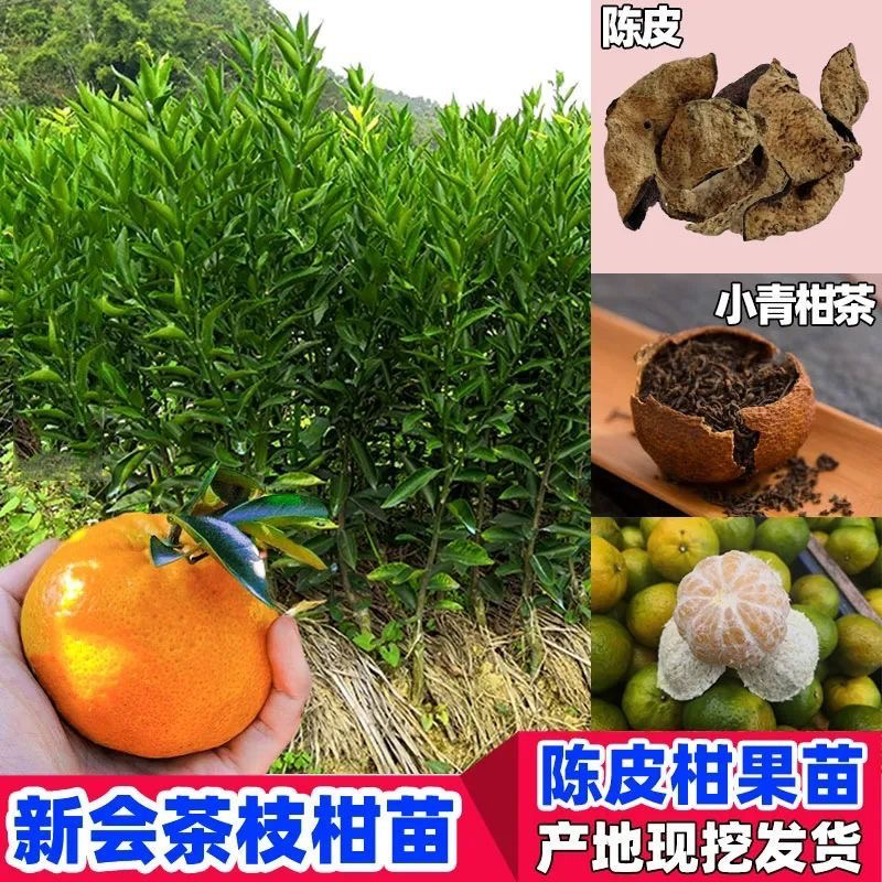 广东新会陈皮柑苗茶枝柑嫁接果苗高产柠檬浓香型青皮柑橘苗