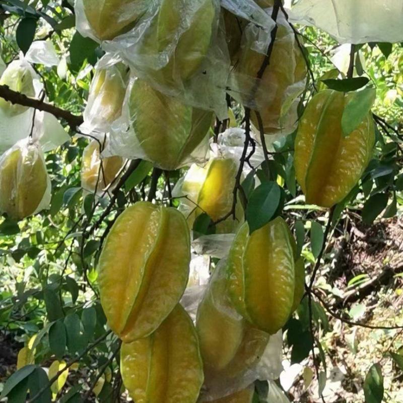 下河甜杨桃