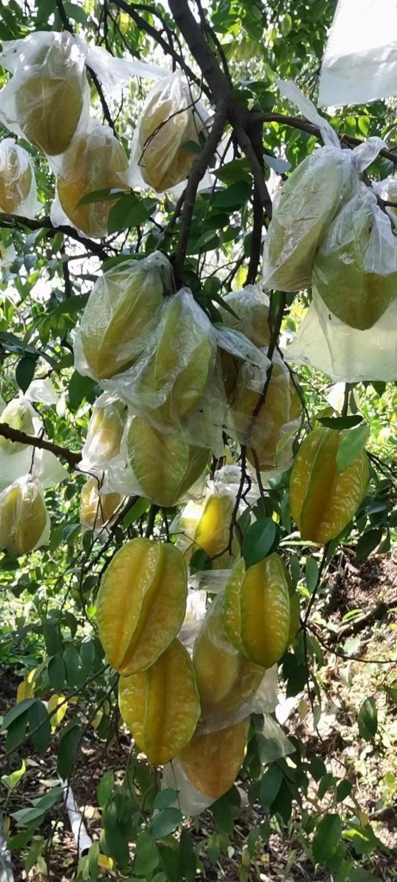 下河甜杨桃