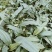 雅安地道忧质高产毛慈菇苗