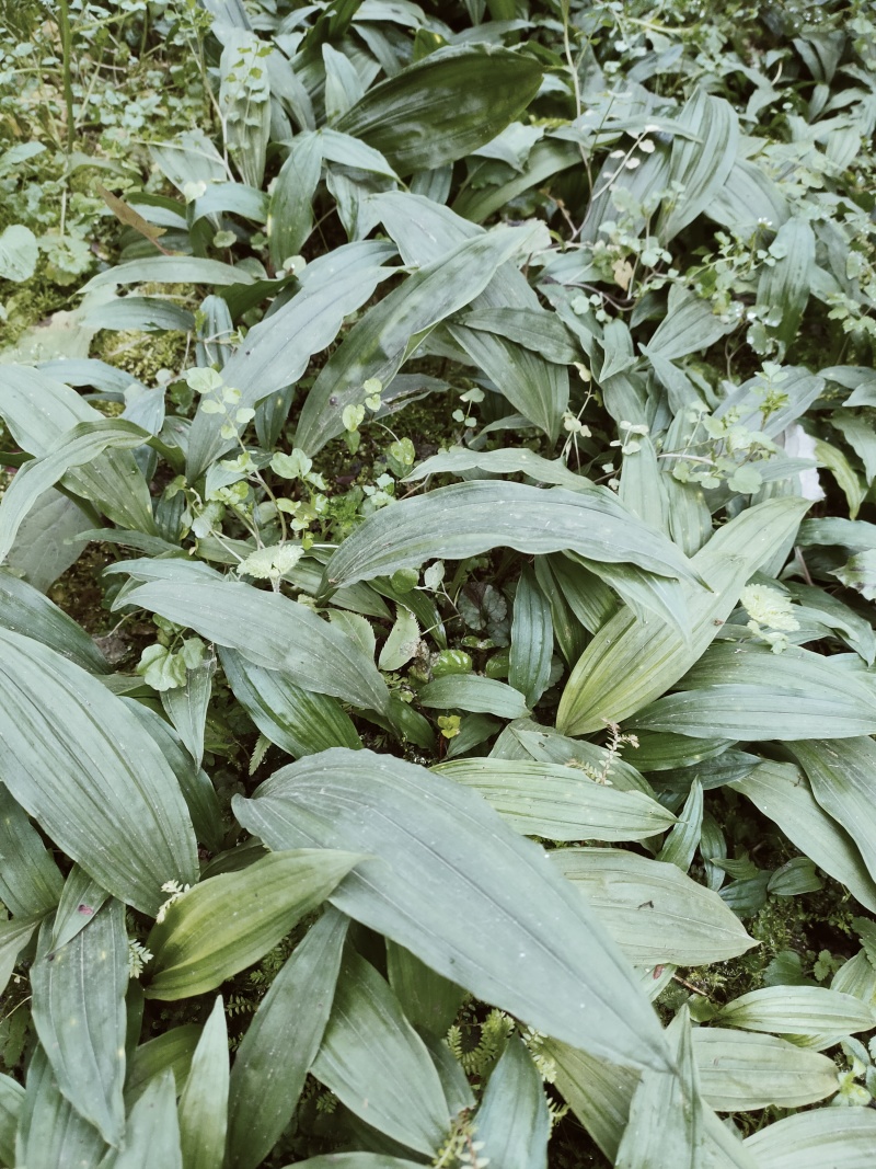 雅安地道忧质高产毛慈菇苗