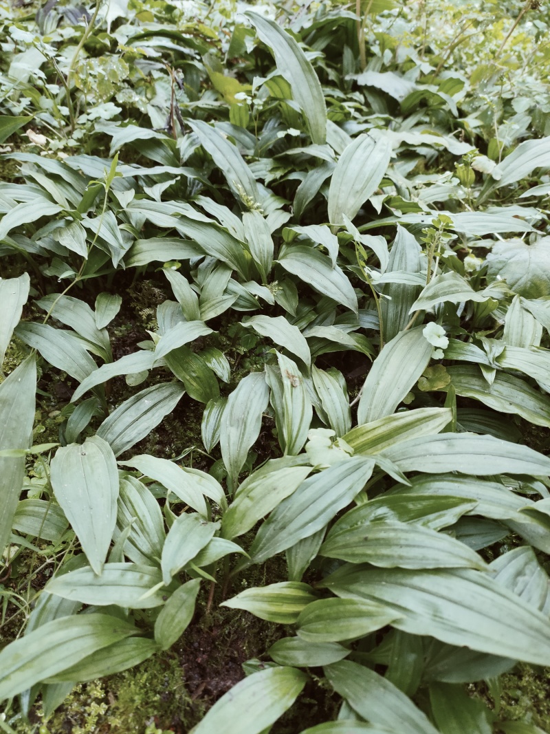 雅安地道忧质高产毛慈菇苗
