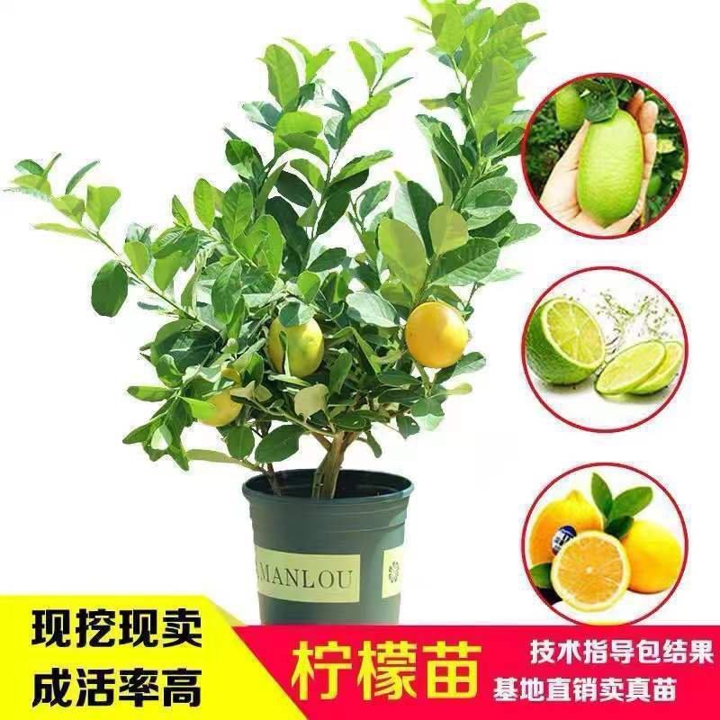 柠檬树苗四季柠檬香水柠檬带果柠檬树绿植盆栽阳台庭院柠檬苗