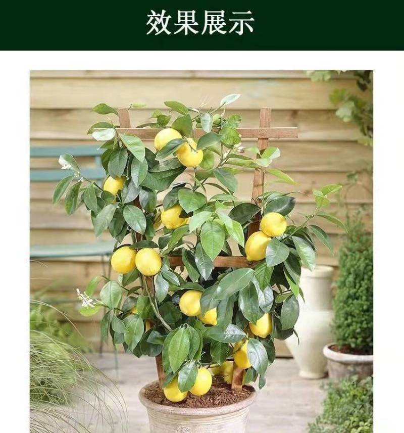 柠檬树苗四季柠檬香水柠檬带果柠檬树绿植盆栽阳台庭院柠檬苗