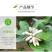 柠檬树苗四季柠檬香水柠檬带果柠檬树绿植盆栽阳台庭院柠檬苗