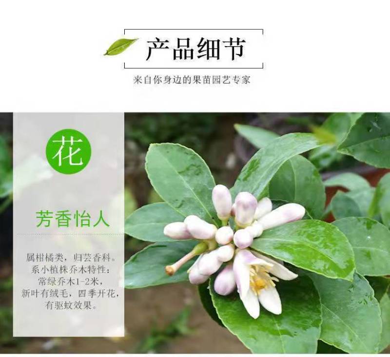 柠檬树苗四季柠檬香水柠檬带果柠檬树绿植盆栽阳台庭院柠檬苗