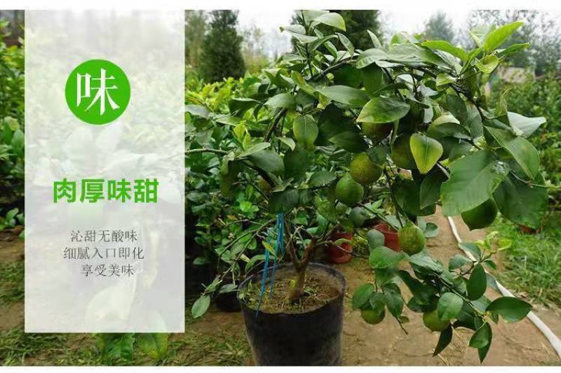 柠檬树苗四季柠檬香水柠檬带果柠檬树绿植盆栽阳台庭院柠檬苗
