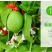 柠檬树苗四季柠檬香水柠檬带果柠檬树绿植盆栽阳台庭院柠檬苗