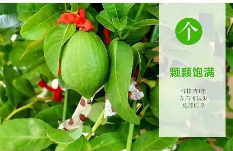 柠檬树苗四季柠檬香水柠檬带果柠檬树绿植盆栽阳台庭院柠檬苗
