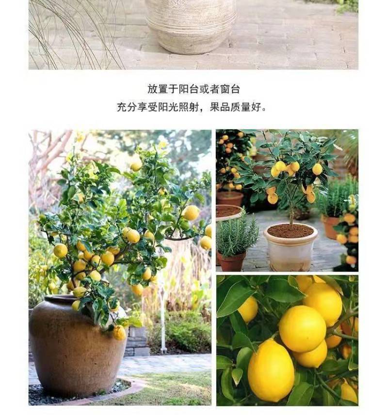 柠檬树苗四季柠檬香水柠檬带果柠檬树绿植盆栽阳台庭院柠檬苗