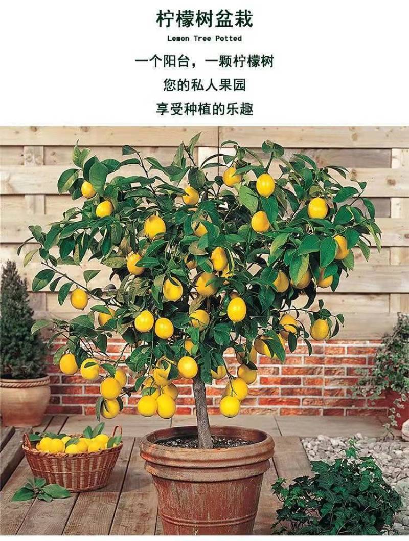 柠檬树苗四季柠檬香水柠檬带果柠檬树绿植盆栽阳台庭院柠檬苗