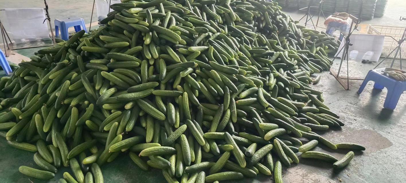 图为搭架管理良好的旱黄瓜田块,果实饱满、色泽鲜亮 旱黄瓜丰收场景