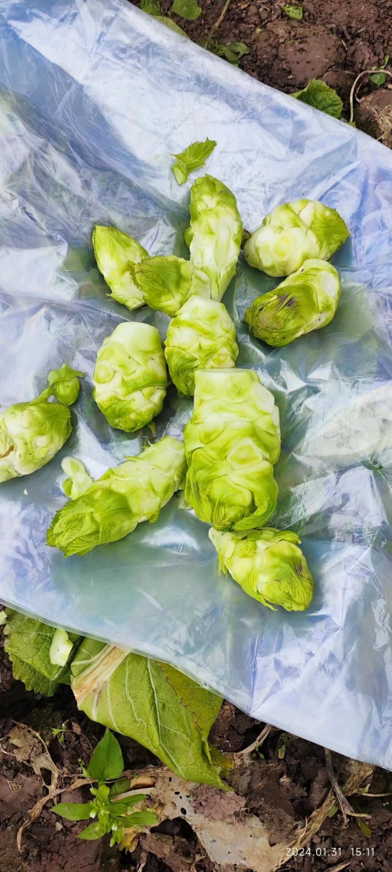 儿菜千亩基地直发电商货量大从优