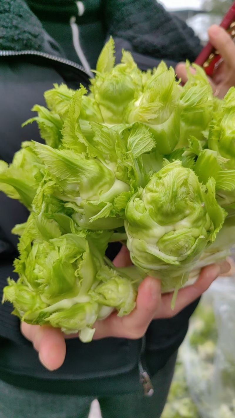 儿菜千亩基地直发电商货量大从优