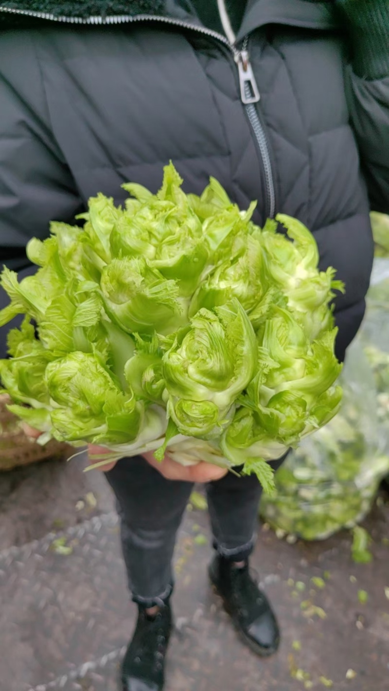 儿菜千亩基地直发电商货量大从优