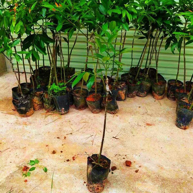 泰国无籽山竹果树苗山竹树苗南方北方种植四季盆栽地栽当年结