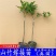 泰国无籽山竹果树苗山竹树苗南方北方种植四季盆栽地栽当年结
