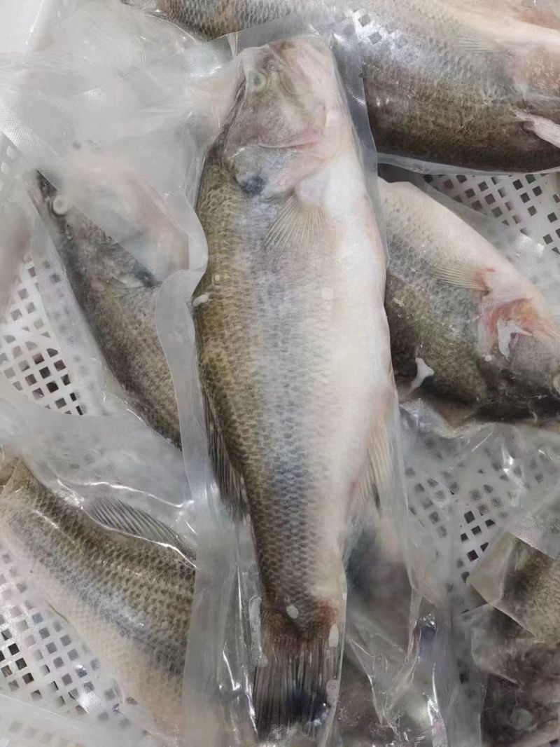 鲈鱼