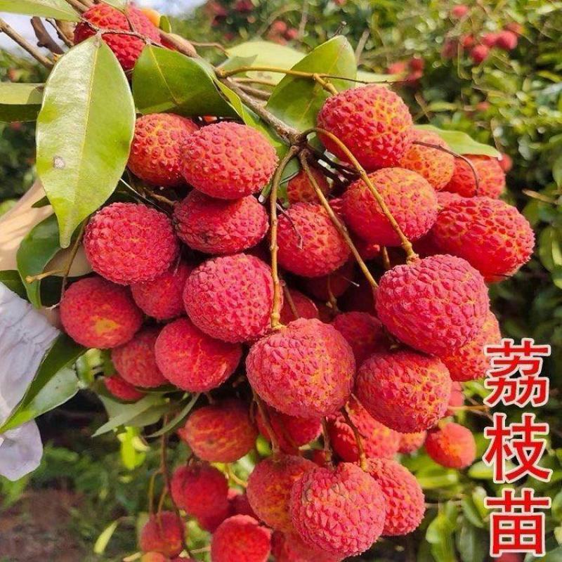 妃子笑荔枝带花带叶带土当年结果嫁接果树苗南北方种阳台庭院