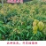 妃子笑荔枝带花带叶带土当年结果嫁接果树苗南北方种阳台庭院