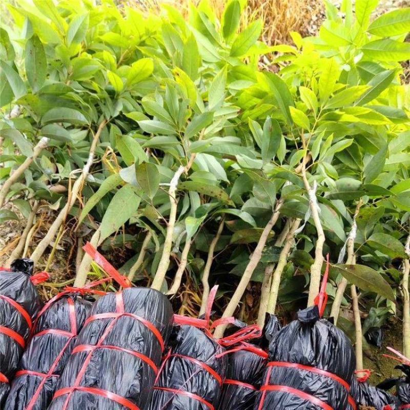 妃子笑荔枝带花带叶带土当年结果嫁接果树苗南北方种阳台庭院