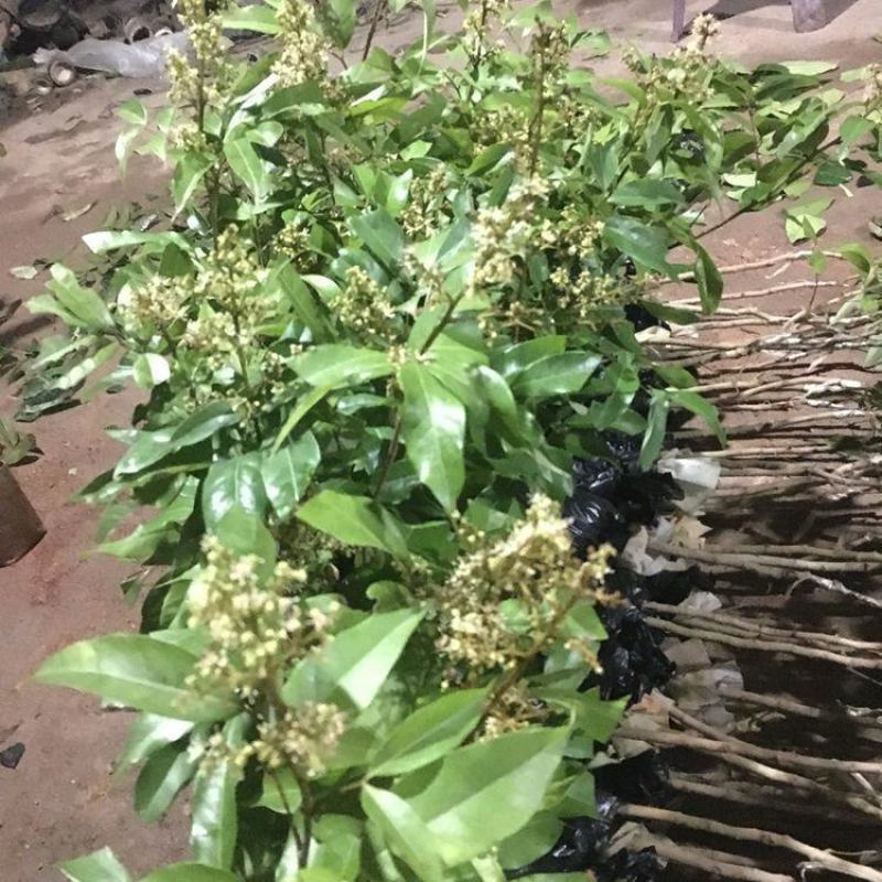 妃子笑荔枝带花带叶带土当年结果嫁接果树苗南北方种阳台庭院