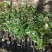 妃子笑荔枝带花带叶带土当年结果嫁接果树苗南北方种阳台庭院