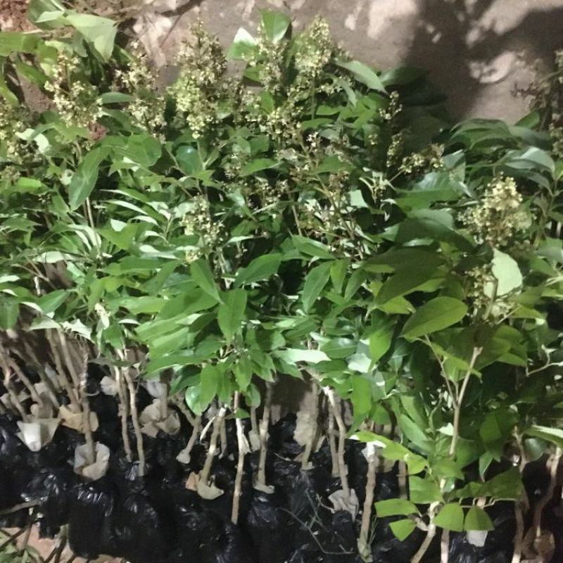 妃子笑荔枝带花带叶带土当年结果嫁接果树苗南北方种阳台庭院