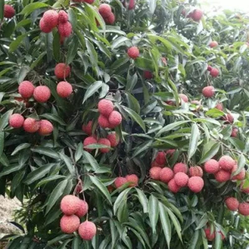 妃子笑荔枝带花带叶带土当年结果嫁接果树苗南北方种阳台庭院