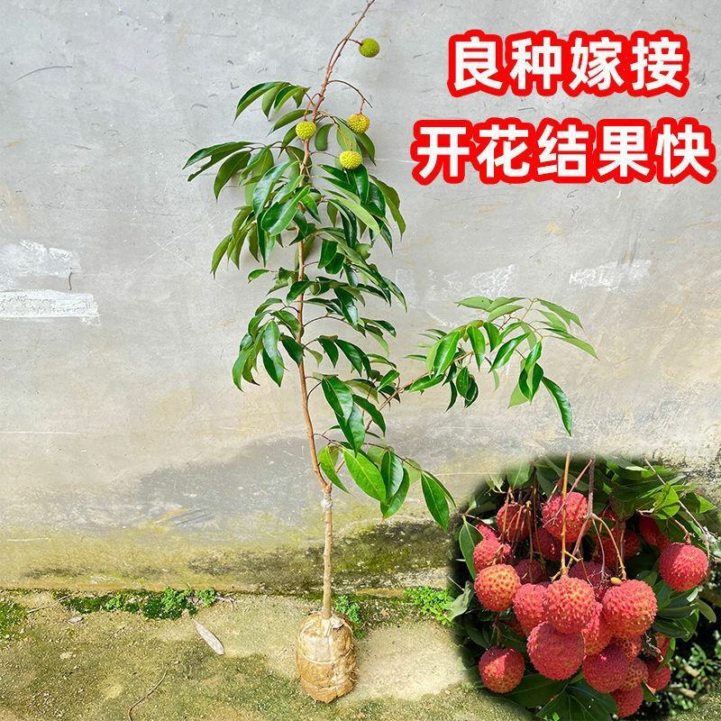 妃子笑荔枝带花带叶带土当年结果嫁接果树苗南北方种阳台庭院