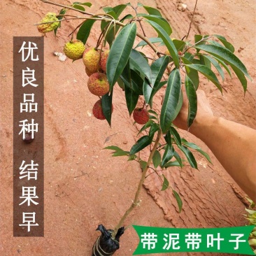 妃子笑荔枝带花带叶带土当年结果嫁接果树苗南北方种阳台庭院