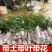 妃子笑荔枝带花带叶带土当年结果嫁接果树苗南北方种阳台庭院