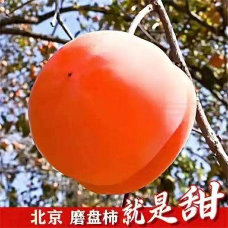 正宗嫁接柿子树无核脆甜柿子树苗新品种特大超甜柿子树南北方