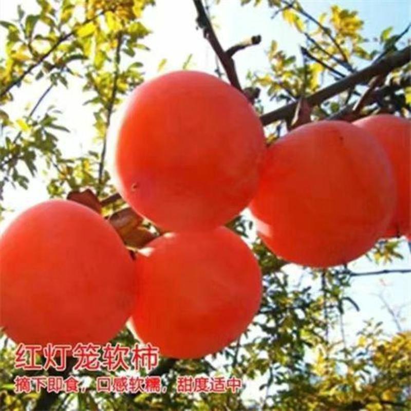 正宗嫁接柿子树无核脆甜柿子树苗新品种特大超甜柿子树南北方