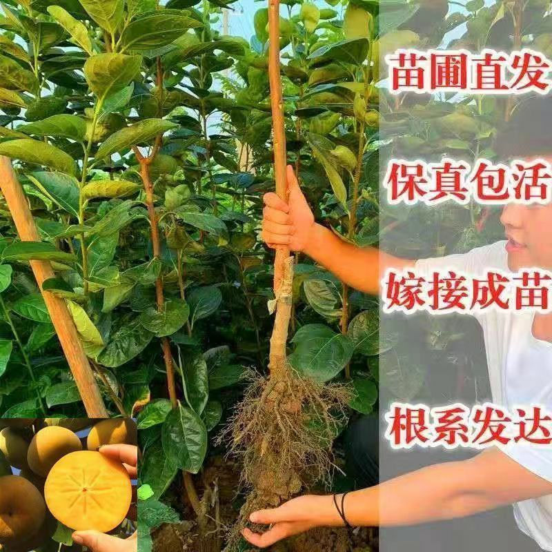 正宗嫁接柿子树无核脆甜柿子树苗新品种特大超甜柿子树南北方