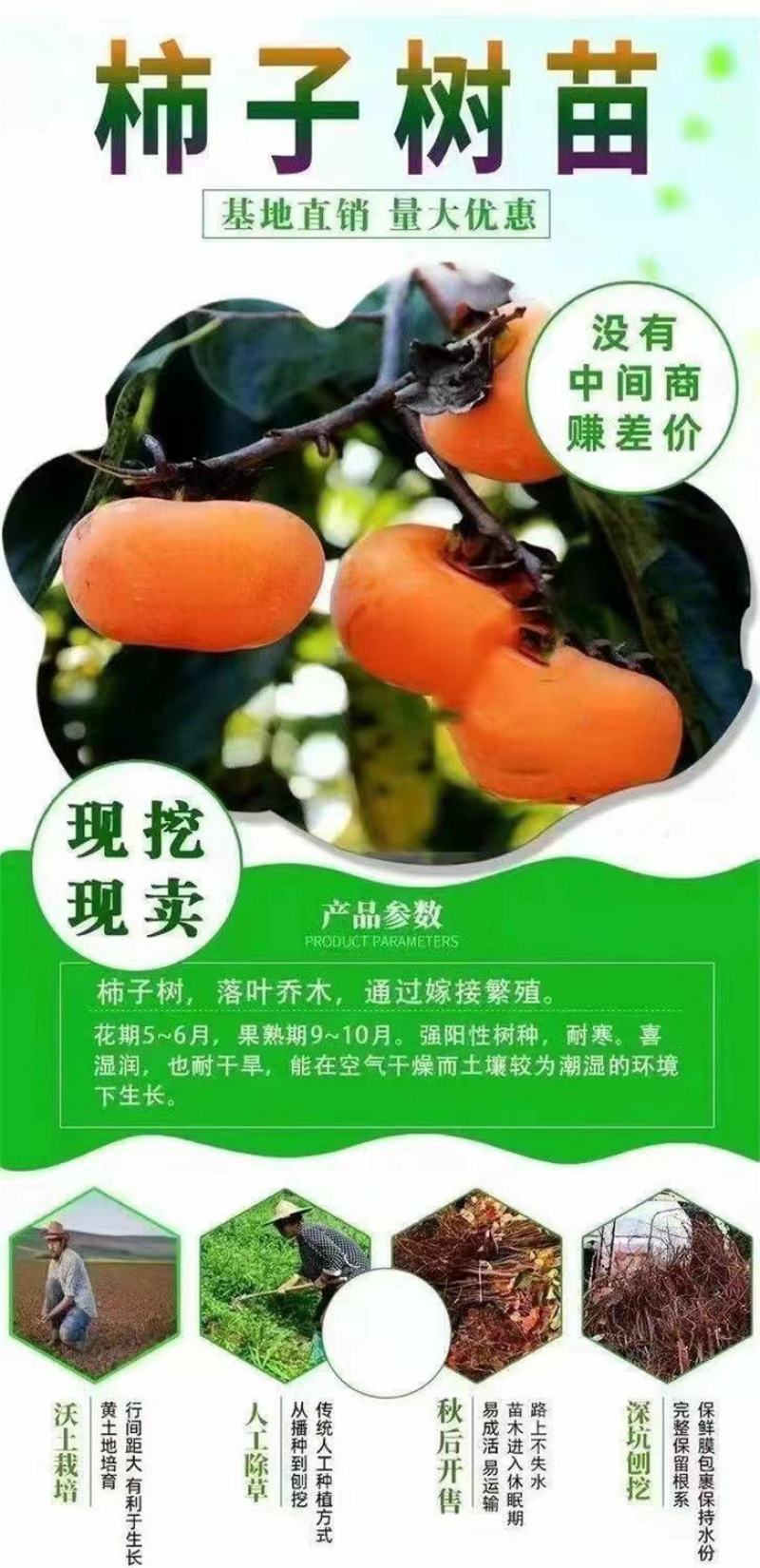 正宗嫁接柿子树无核脆甜柿子树苗新品种特大超甜柿子树南北方