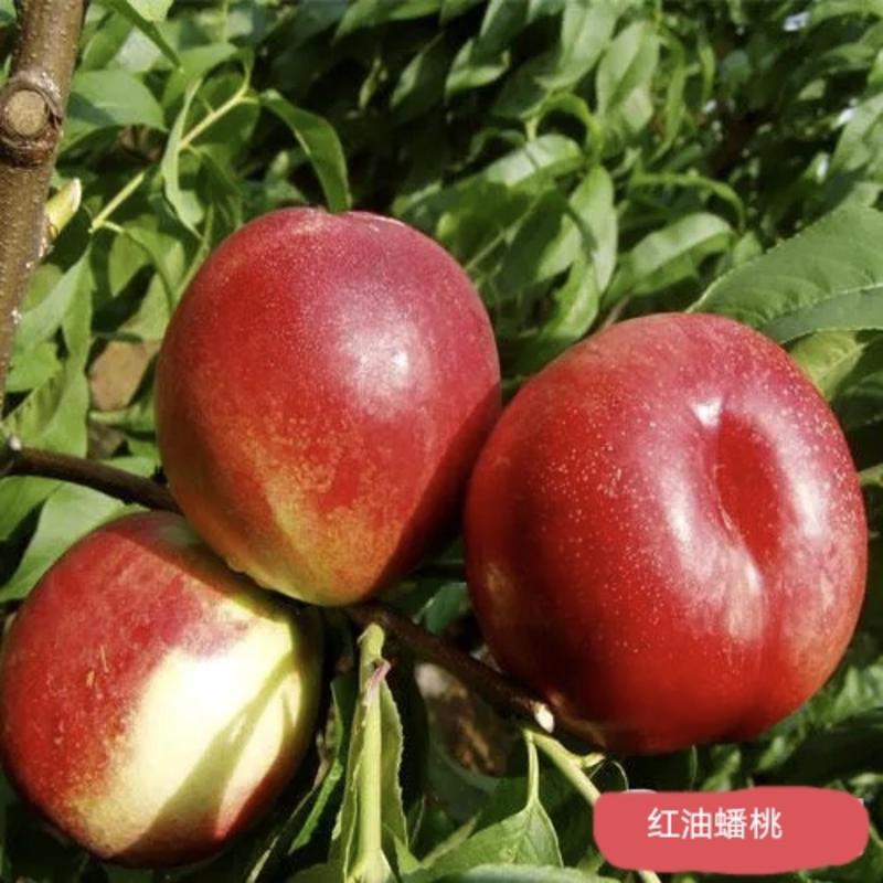 红油蟠桃成活率高品种纯。适应南北方种植。包邮发货