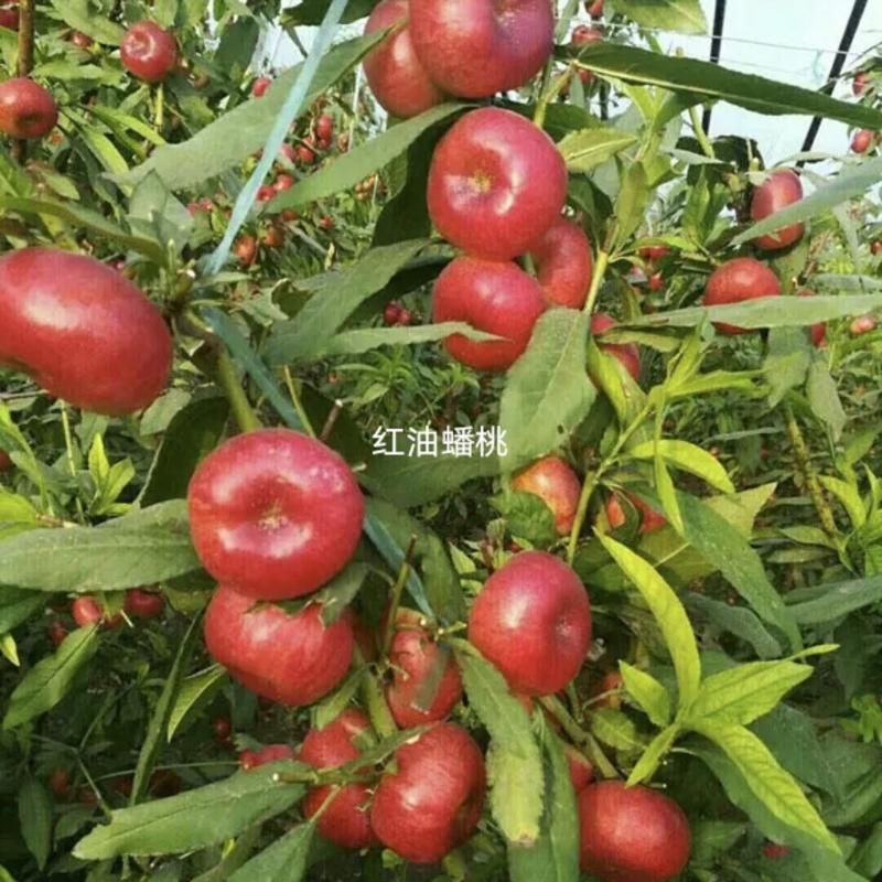 红油蟠桃成活率高品种纯。适应南北方种植。包邮发货