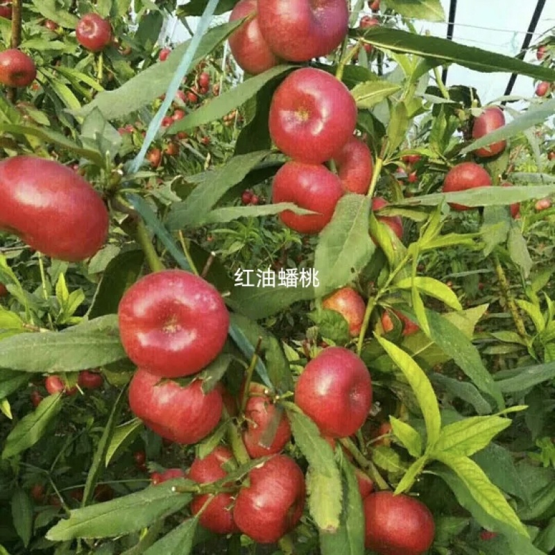 优选品种红油蟠桃苗成活率高品种纯适应南北方种植