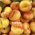 黄金油蟠桃嫁接南北方种植。成活率高现挖现发货。包邮保湿