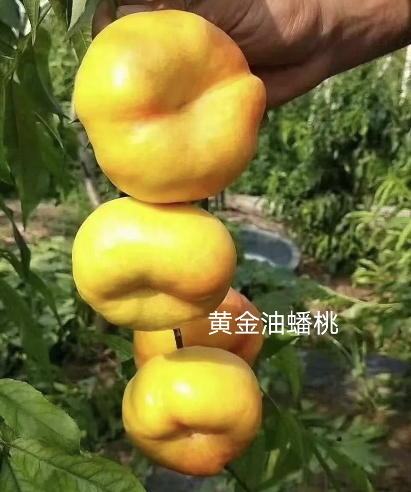 实力发货黄金油蟠桃嫁接南北方种植成活率高现挖现发货。