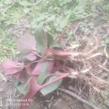 天生地养折耳根鱼腥菜纯野生凉菜天花板川菜鲜食现摘现发