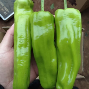新鲜辣椒，炮王，芜湖椒，薄皮椒，欢迎采购。