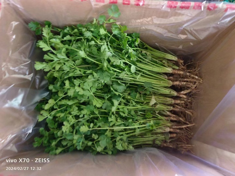 莘县香菜大量上市，产地直发，货源充足，品质保障，新鲜现摘
