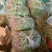莘县香菜大量上市，产地直发，货源充足，品质保障，新鲜现摘