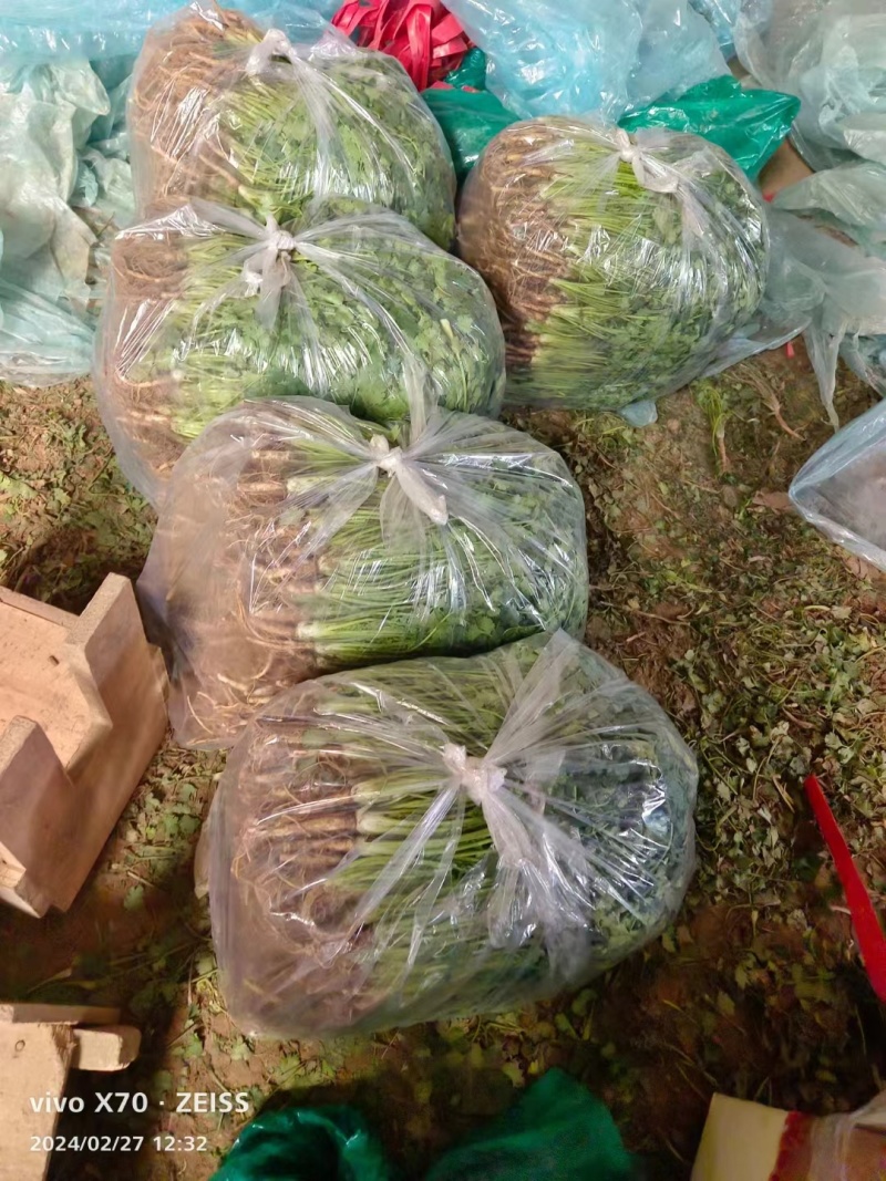 莘县香菜大量上市，产地直发，货源充足，品质保障，新鲜现摘