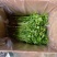 莘县香菜大量上市，产地直发，货源充足，品质保障，新鲜现摘