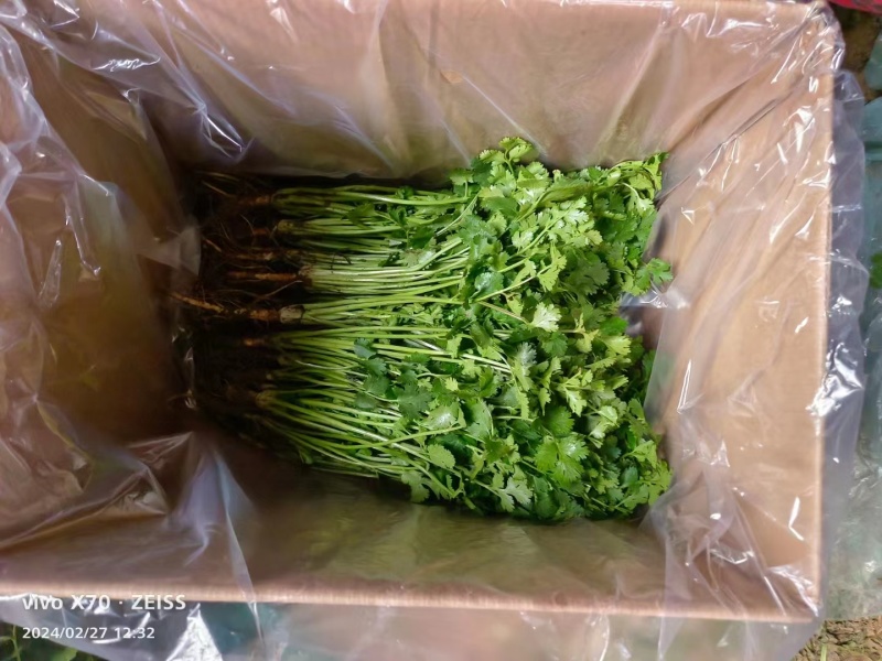 莘县香菜大量上市，产地直发，货源充足，品质保障，新鲜现摘