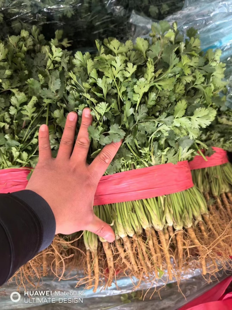 莘县香菜大量上市，产地直发，货源充足，品质保障，新鲜现摘